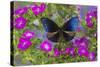 Blue Crow Butterfly, Euphoea Mulciber Subvisaya-Darrell Gulin-Stretched Canvas