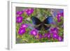 Blue Crow Butterfly, Euphoea Mulciber Subvisaya-Darrell Gulin-Framed Photographic Print