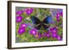 Blue Crow Butterfly, Euphoea Mulciber Subvisaya-Darrell Gulin-Framed Photographic Print