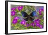 Blue Crow Butterfly, Euphoea Mulciber Subvisaya-Darrell Gulin-Framed Photographic Print