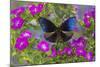 Blue Crow Butterfly, Euphoea Mulciber Subvisaya-Darrell Gulin-Mounted Photographic Print