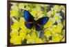 Blue Crow Butterfly, Euphoea Mulciber Subvisaya-Darrell Gulin-Framed Photographic Print