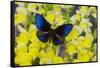 Blue Crow Butterfly, Euphoea Mulciber Subvisaya-Darrell Gulin-Framed Stretched Canvas