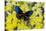 Blue Crow Butterfly, Euphoea Mulciber Subvisaya-Darrell Gulin-Stretched Canvas