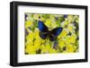 Blue Crow Butterfly, Euphoea Mulciber Subvisaya-Darrell Gulin-Framed Photographic Print