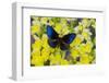 Blue Crow Butterfly, Euphoea Mulciber Subvisaya-Darrell Gulin-Framed Photographic Print