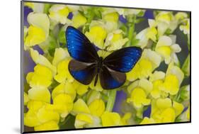 Blue Crow Butterfly, Euphoea Mulciber Subvisaya-Darrell Gulin-Mounted Photographic Print