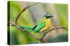 Blue-Crowned Motmot (Momotus Momota), San Jose, Costa Rica-null-Stretched Canvas