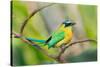 Blue-Crowned Motmot (Momotus Momota), San Jose, Costa Rica-null-Stretched Canvas