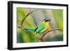 Blue-Crowned Motmot (Momotus Momota), San Jose, Costa Rica-null-Framed Photographic Print