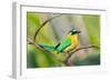 Blue-Crowned Motmot (Momotus Momota), San Jose, Costa Rica-null-Framed Photographic Print