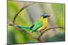 Blue-Crowned Motmot (Momotus Momota), San Jose, Costa Rica-null-Mounted Photographic Print