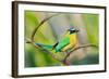 Blue-Crowned Motmot (Momotus Momota), San Jose, Costa Rica-null-Framed Photographic Print