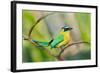 Blue-Crowned Motmot (Momotus Momota), San Jose, Costa Rica-null-Framed Photographic Print