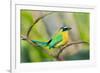 Blue-Crowned Motmot (Momotus Momota), San Jose, Costa Rica-null-Framed Photographic Print