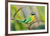 Blue-Crowned Motmot (Momotus Momota), San Jose, Costa Rica-null-Framed Photographic Print