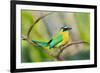 Blue-Crowned Motmot (Momotus Momota), San Jose, Costa Rica-null-Framed Photographic Print