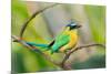 Blue-Crowned Motmot (Momotus Momota), San Jose, Costa Rica-null-Mounted Photographic Print