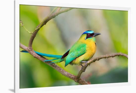 Blue-Crowned Motmot (Momotus Momota), San Jose, Costa Rica-null-Framed Photographic Print