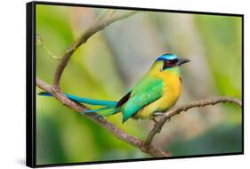 Blue-Crowned Motmot (Momotus Momota), San Jose, Costa Rica-null-Framed Stretched Canvas