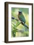 Blue-Crowned Motmot, Trinidad Motmot-Ken Archer-Framed Photographic Print