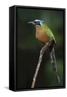 Blue-Crowned Motmot, Trinidad Motmot-Ken Archer-Framed Stretched Canvas