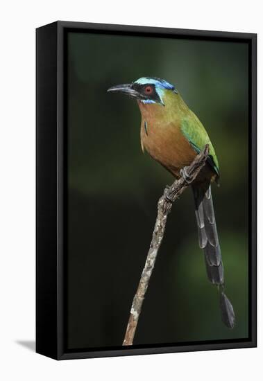 Blue-Crowned Motmot, Trinidad Motmot-Ken Archer-Framed Stretched Canvas