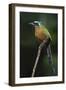 Blue-Crowned Motmot, Trinidad Motmot-Ken Archer-Framed Photographic Print