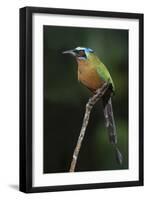 Blue-Crowned Motmot, Trinidad Motmot-Ken Archer-Framed Photographic Print