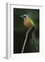 Blue-Crowned Motmot, Trinidad Motmot-Ken Archer-Framed Photographic Print