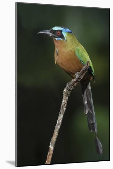 Blue-Crowned Motmot, Trinidad Motmot-Ken Archer-Mounted Photographic Print