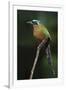 Blue-Crowned Motmot, Trinidad Motmot-Ken Archer-Framed Photographic Print