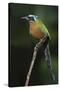 Blue-Crowned Motmot, Trinidad Motmot-Ken Archer-Stretched Canvas