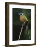 Blue-Crowned Motmot, Trinidad Motmot-Ken Archer-Framed Photographic Print