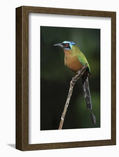 Blue-Crowned Motmot, Trinidad Motmot-Ken Archer-Framed Photographic Print