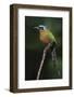 Blue-Crowned Motmot, Trinidad Motmot-Ken Archer-Framed Photographic Print