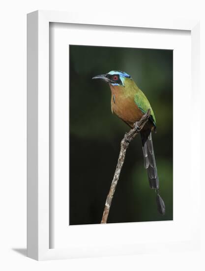 Blue-Crowned Motmot, Trinidad Motmot-Ken Archer-Framed Photographic Print