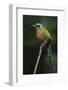 Blue-Crowned Motmot, Trinidad Motmot-Ken Archer-Framed Photographic Print