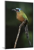 Blue-Crowned Motmot, Trinidad Motmot-Ken Archer-Mounted Photographic Print