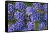 Blue Curl flowers, Phacelia congesta, Texas hill country, Texas-Adam Jones-Framed Stretched Canvas