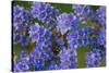 Blue Curl flowers, Phacelia congesta, Texas hill country, Texas-Adam Jones-Stretched Canvas