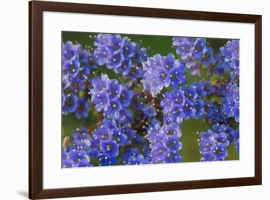 Blue Curl flowers, Phacelia congesta, Texas hill country, Texas-Adam Jones-Framed Photographic Print