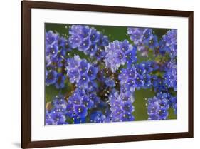 Blue Curl flowers, Phacelia congesta, Texas hill country, Texas-Adam Jones-Framed Photographic Print