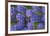 Blue Curl flowers, Phacelia congesta, Texas hill country, Texas-Adam Jones-Framed Photographic Print