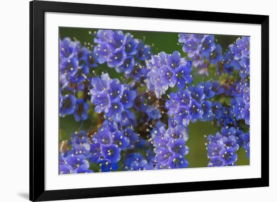 Blue Curl flowers, Phacelia congesta, Texas hill country, Texas-Adam Jones-Framed Photographic Print