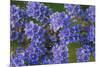 Blue Curl flowers, Phacelia congesta, Texas hill country, Texas-Adam Jones-Mounted Photographic Print