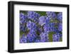 Blue Curl flowers, Phacelia congesta, Texas hill country, Texas-Adam Jones-Framed Photographic Print