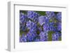 Blue Curl flowers, Phacelia congesta, Texas hill country, Texas-Adam Jones-Framed Photographic Print