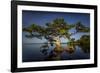 Blue Cypress-Dennis Goodman-Framed Photographic Print