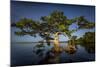 Blue Cypress-Dennis Goodman-Mounted Photographic Print